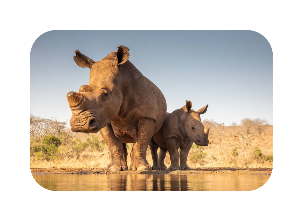 D&iacute;a Mundial de los Animales