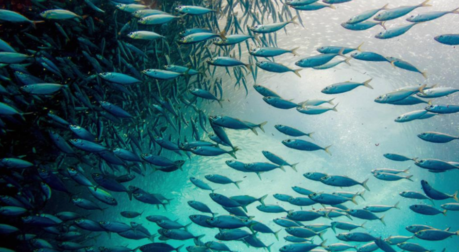 El calentamiento reduce la biomasa de peces