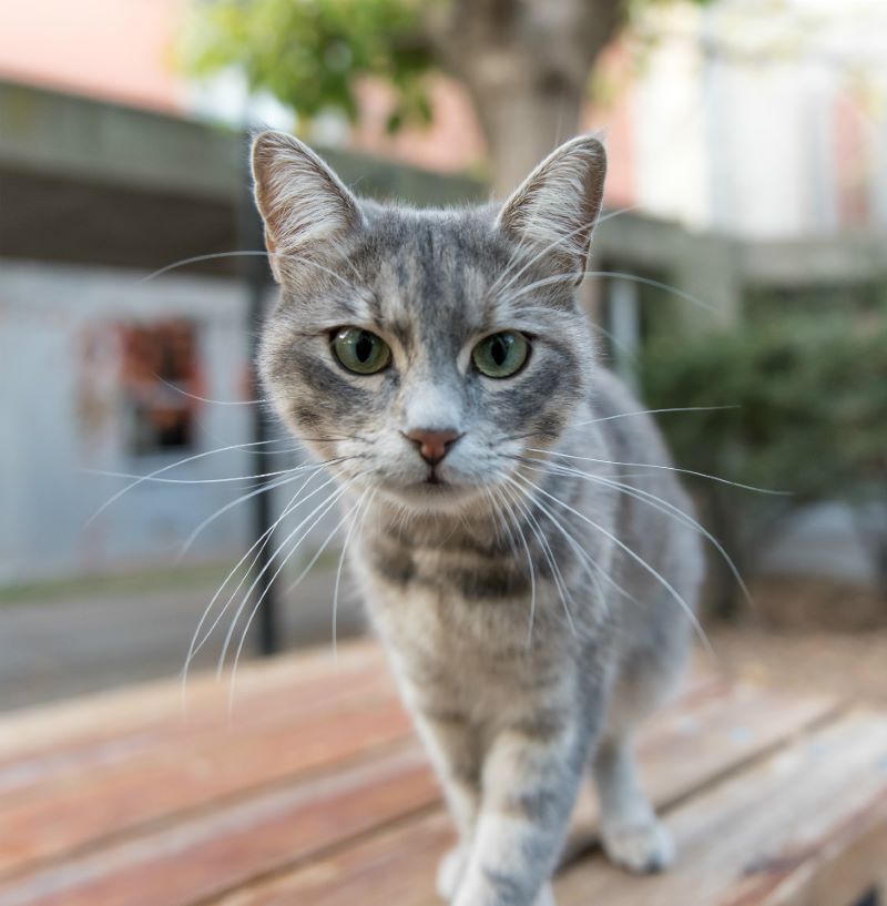 D&iacute;a Internacional de los Gatos