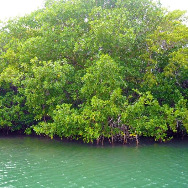 D&iacute;a Internacional de la Defensa del Manglar